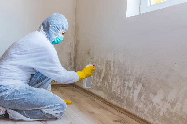 Licensed Mold Removal service in Ambler, PA - WQB Mold Removal